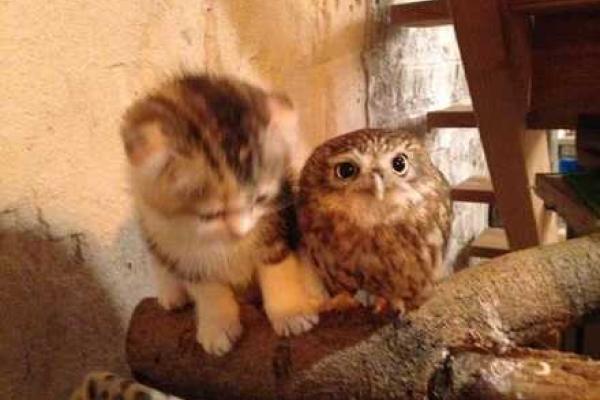 Трогательная дружба мудрой совы и глупого котенка - видео