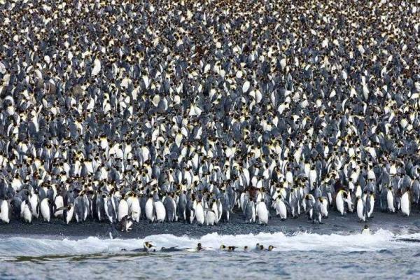 На маленьком острове в Тихом океане поселились 4 миллиона пингвинов 