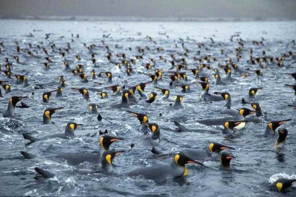 На маленьком острове в Тихом океане поселились 4 миллиона пингвинов 