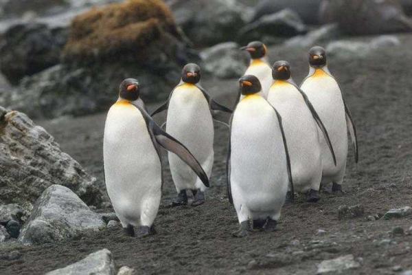 На маленьком острове в Тихом океане поселились 4 миллиона пингвинов 