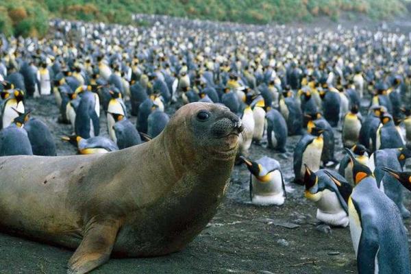 На маленьком острове в Тихом океане поселились 4 миллиона пингвинов 