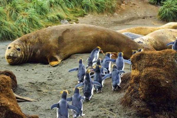 На маленьком острове в Тихом океане поселились 4 миллиона пингвинов 