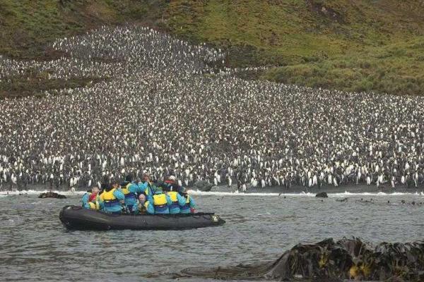 На маленьком острове в Тихом океане поселились 4 миллиона пингвинов 