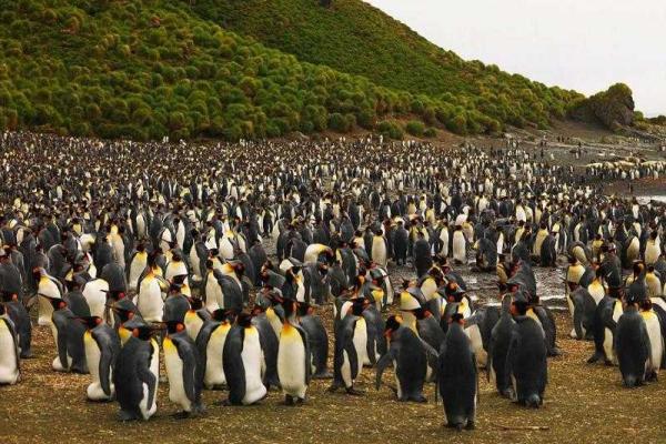 На маленьком острове в Тихом океане поселились 4 миллиона пингвинов 