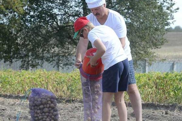 Лукашенко с сыном собрал урожай "благотворительного" картофеля