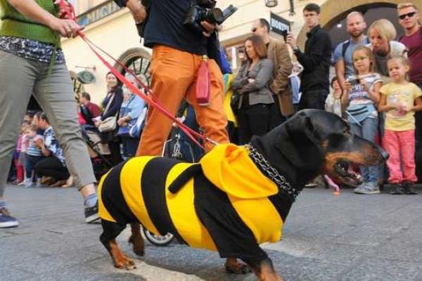 В Кракове прошло ежегодное шествие такс В Кракове прошло ежегодное шествие такс
