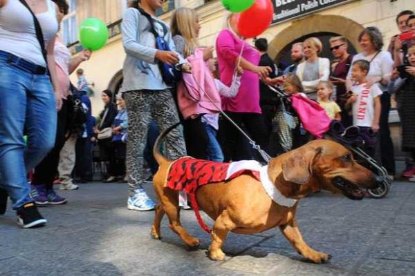 В Кракове прошло ежегодное шествие такс В Кракове прошло ежегодное шествие такс
