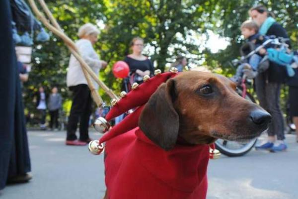 В Кракове прошло ежегодное шествие такс В Кракове прошло ежегодное шествие такс