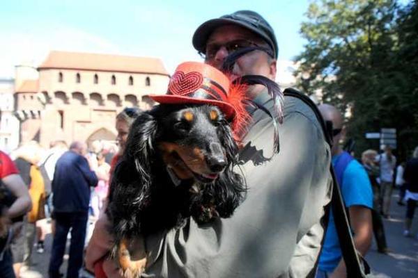 В Кракове прошло ежегодное шествие такс В Кракове прошло ежегодное шествие такс