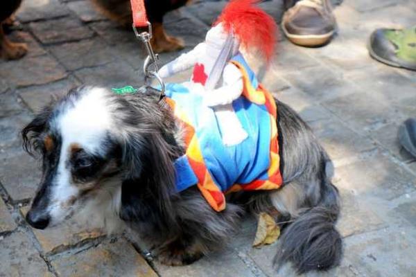 В Кракове прошло ежегодное шествие такс В Кракове прошло ежегодное шествие такс