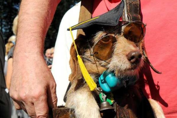 В Кракове прошло ежегодное шествие такс В Кракове прошло ежегодное шествие такс