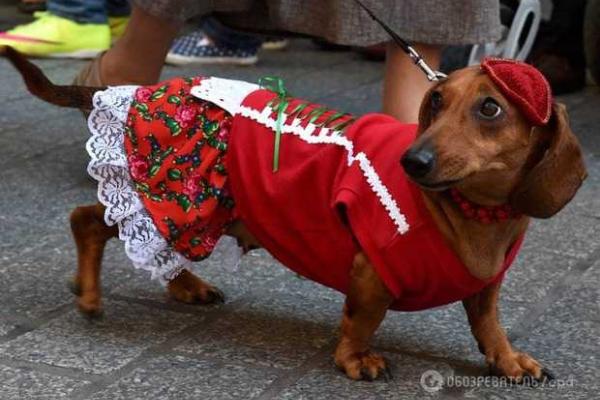 В Кракове прошло ежегодное шествие такс В Кракове прошло ежегодное шествие такс