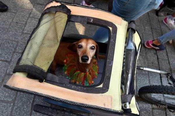 В Кракове прошло ежегодное шествие такс В Кракове прошло ежегодное шествие такс
