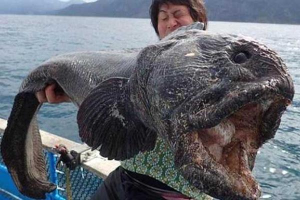 ​Невиданный улов: японский рыбак поймал рыбу-мутанта у побережья Фукусимы