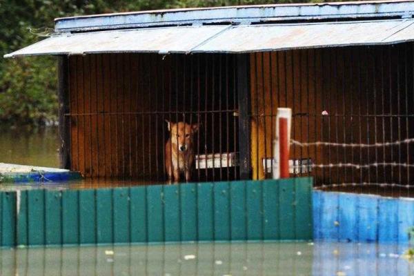 В российском Приморье трагедия: из-за наводнения в зоопарке утонули десятки животных