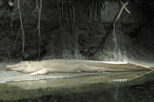 В зоопарке Нового Орлеана умер редкий белый аллигатор В зоопарке Нового Орлеана умер редкий белый аллигатор