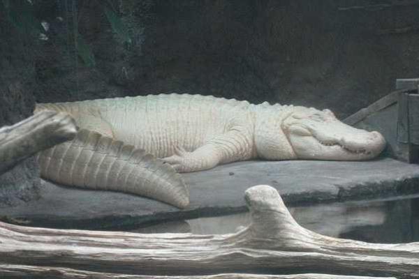 В зоопарке Нового Орлеана умер редкий белый аллигатор В зоопарке Нового Орлеана умер редкий белый аллигатор