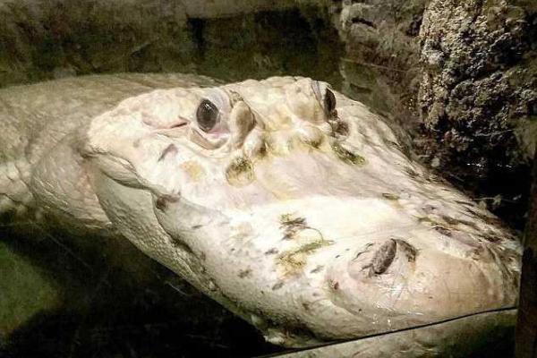 В зоопарке Нового Орлеана умер редкий белый аллигатор В зоопарке Нового Орлеана умер редкий белый аллигатор
