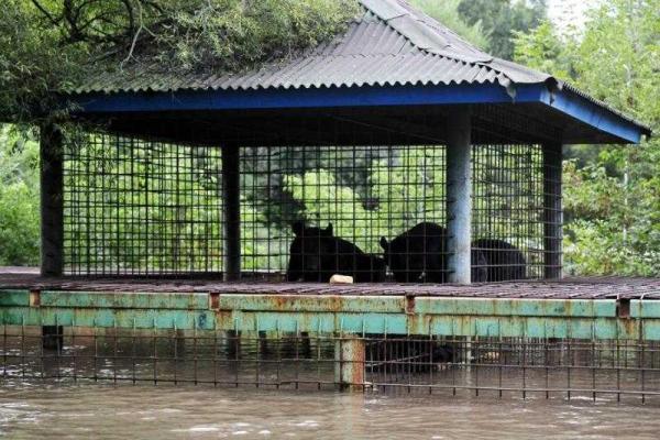 В российском Приморье трагедия: из-за наводнения в зоопарке утонули десятки животных