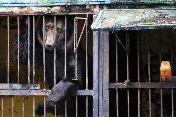 В российском Приморье трагедия: из-за наводнения в зоопарке утонули десятки животных
