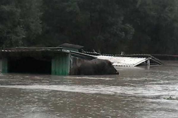 В российском Приморье трагедия: из-за наводнения в зоопарке утонули десятки животных