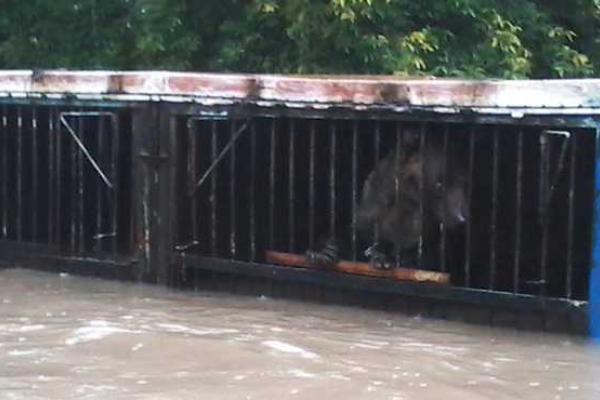 В российском Приморье трагедия: из-за наводнения в зоопарке утонули десятки животных