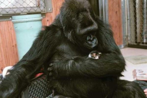 Горилла Коко "усыновила" двух котят