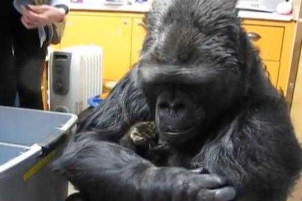 Горилла Коко "усыновила" двух котят