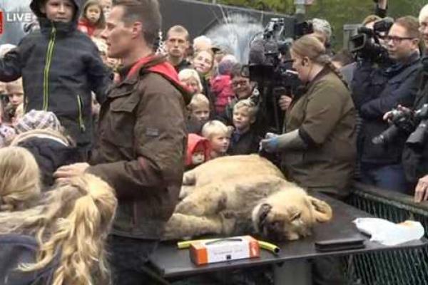 Скандал: в Дании сотрудники зоопарка устроили показательное расчленение самки льва Скандал: в Дании сотрудники зоопарка устроили показательное расчленение самки льва