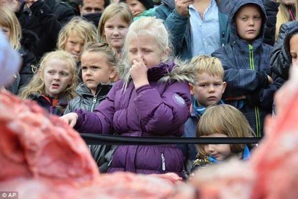 Скандал: в Дании сотрудники зоопарка устроили показательное расчленение самки льва Скандал: в Дании сотрудники зоопарка устроили показательное расчленение самки льва