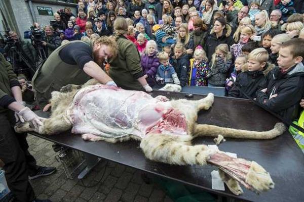 Скандал: в Дании сотрудники зоопарка устроили показательное расчленение самки льва Скандал: в Дании сотрудники зоопарка устроили показательное расчленение самки льва