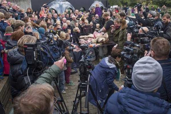 Скандал: в Дании сотрудники зоопарка устроили показательное расчленение самки льва Скандал: в Дании сотрудники зоопарка устроили показательное расчленение самки льва