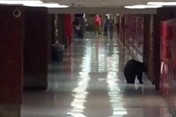В штате Монтана медведь спокойно прогуливался по школьным коридорам