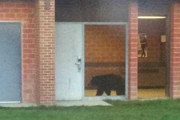 В штате Монтана медведь спокойно прогуливался по школьным коридорам