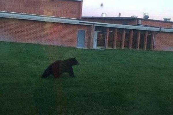 В штате Монтана медведь спокойно прогуливался по школьным коридорам