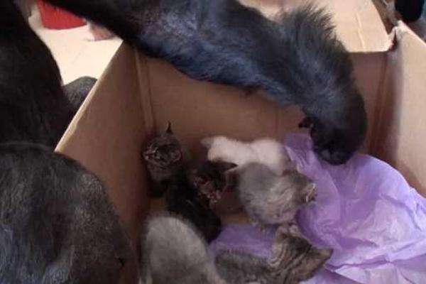 Горилла Коко "усыновила" двух котят