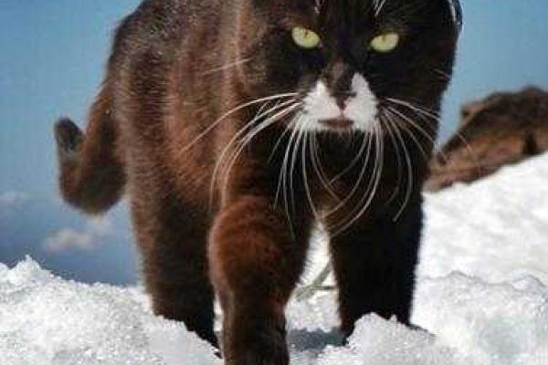 Новым героем соцсетей стал кот-путешественник