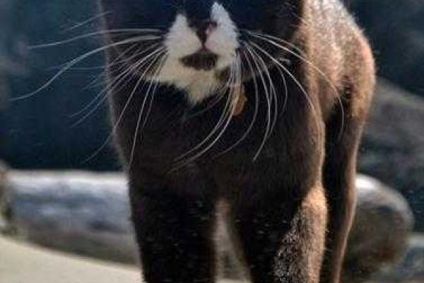 Новым героем соцсетей стал кот-путешественник