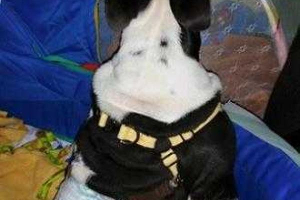 Бульдог, родившийся инвалидом, стал новой звездой интернета