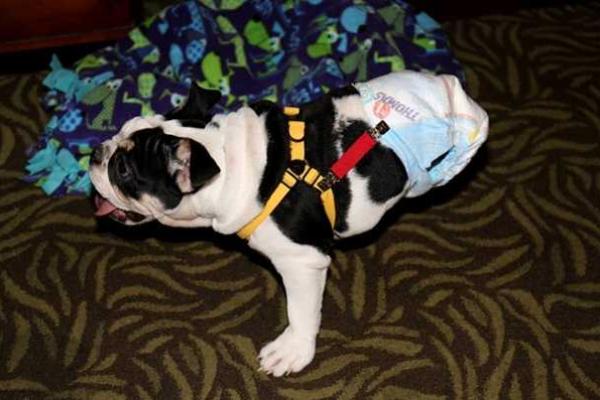 Бульдог, родившийся инвалидом, стал новой звездой интернета