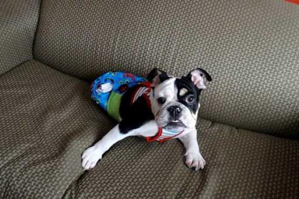 Бульдог, родившийся инвалидом, стал новой звездой интернета