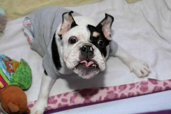 Бульдог, родившийся инвалидом, стал новой звездой интернета