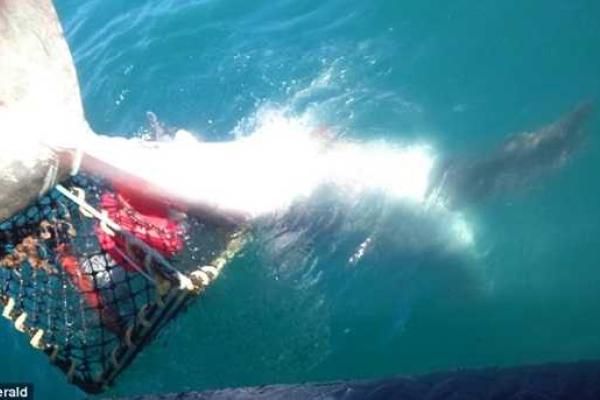 У берегов Новой Зеландии рыбаки поймали двухметровую акулу в ловушку для раков У берегов Новой Зеландии рыбаки поймали двухметровую акулу в ловушку для раков