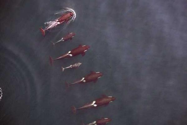 Морские биологи с помощью БПЛА засняли кормление новорожденного китенка