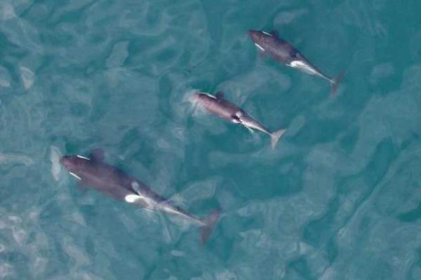 Морские биологи с помощью БПЛА засняли кормление новорожденного китенка