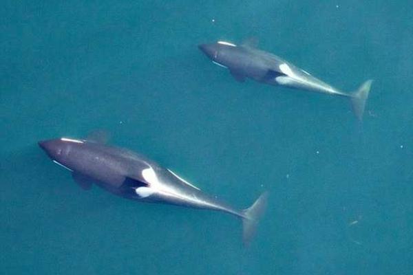 Морские биологи с помощью БПЛА засняли кормление новорожденного китенка