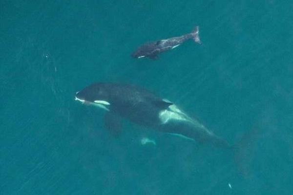 Морские биологи с помощью БПЛА засняли кормление новорожденного китенка