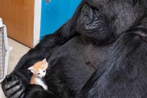 Горилла Коко "усыновила" двух котят