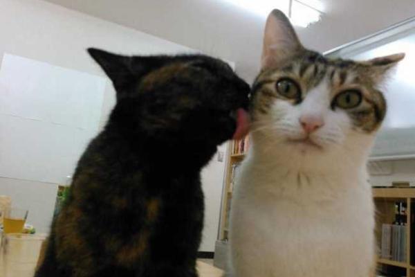 Для повышения производительности труда японская фирма предложила сотрудникам ходить на работу с кошками