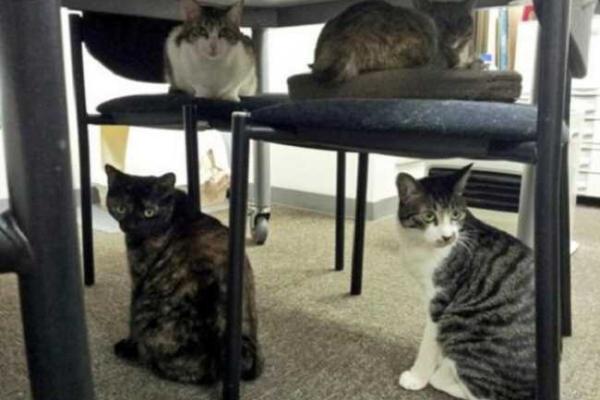 Для повышения производительности труда японская фирма предложила сотрудникам ходить на работу с кошками